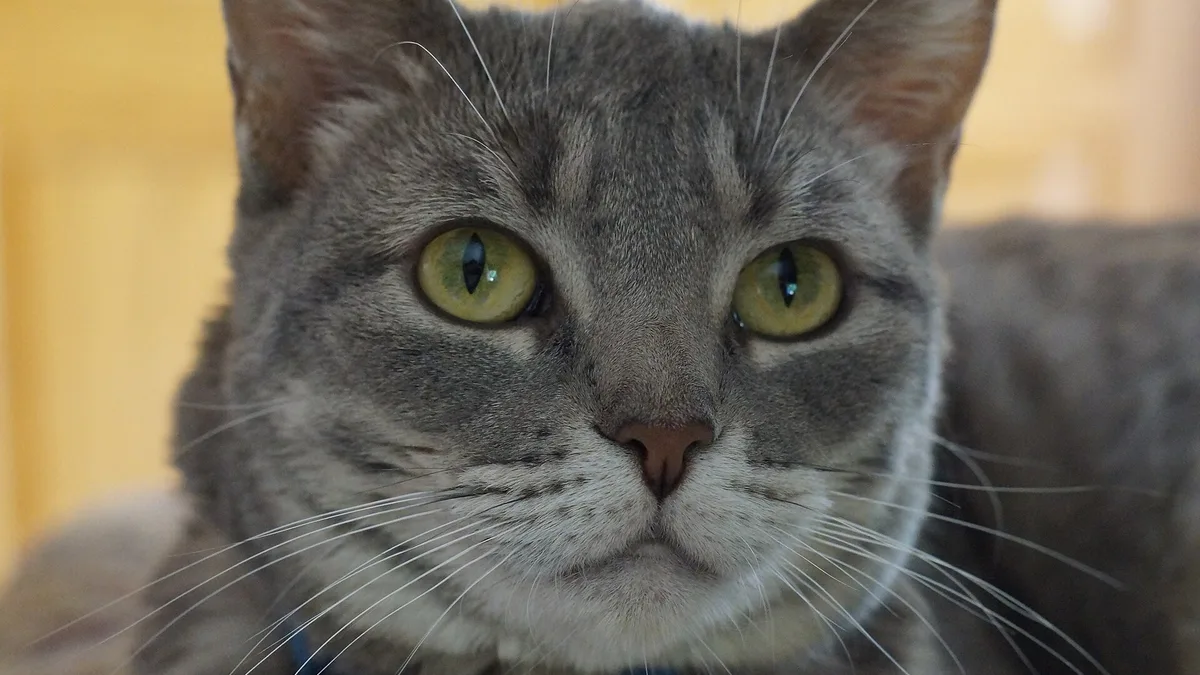 Cat Eye